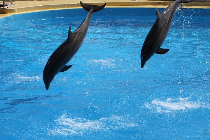 Marineland - Dauphins - 028